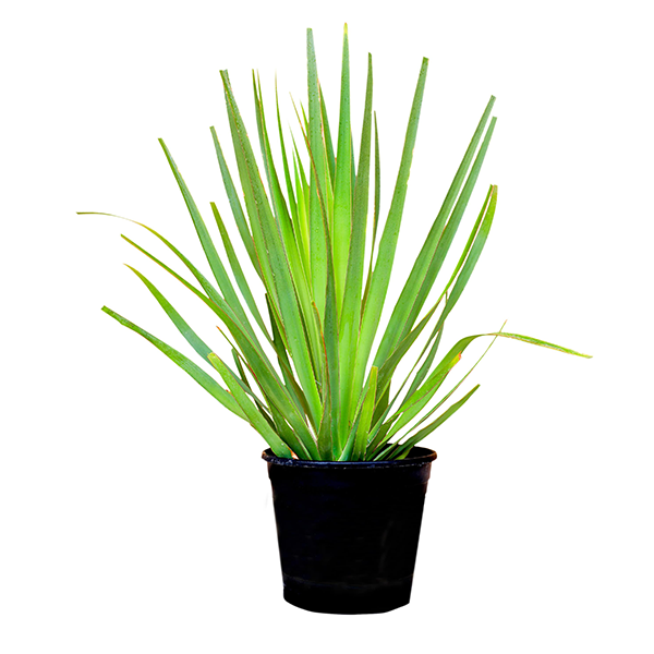 Dragon Tree for Sale Dracaena draco Buy Now