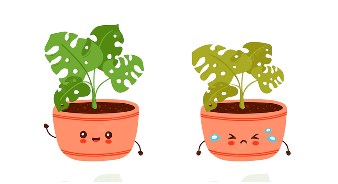 Indoor plants for sale Best Online Plant Shop in Dubai Zar3