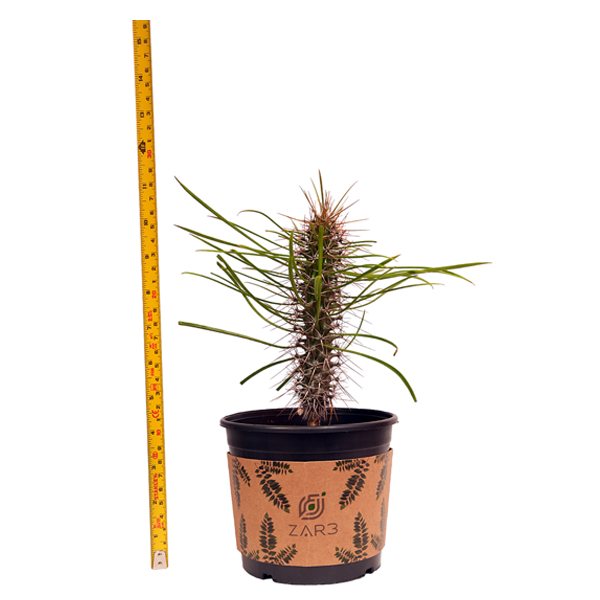 Didierea Madagascariensis Madagascar Octopus Tree